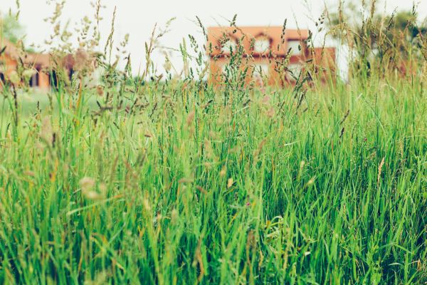 Tall Grass Cutting in Kailua Kona
