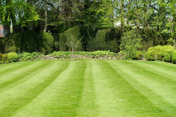 Grass Care Service in Kailua Kona